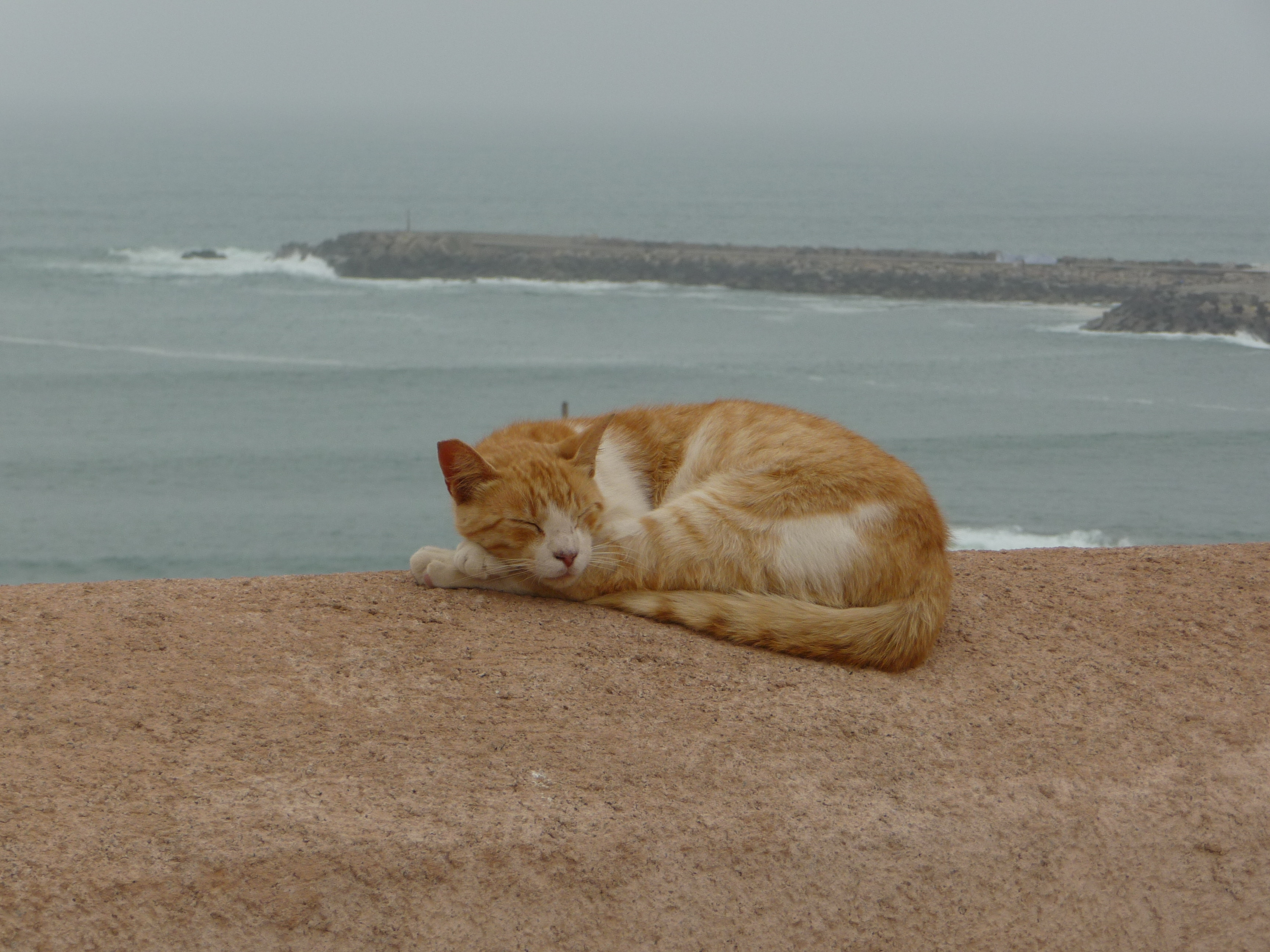 An orange cat resting on the sun-warmed rampart wall of Essaouira, with the grey Atlantic Ocean and a rocky breakwater visible behind it.