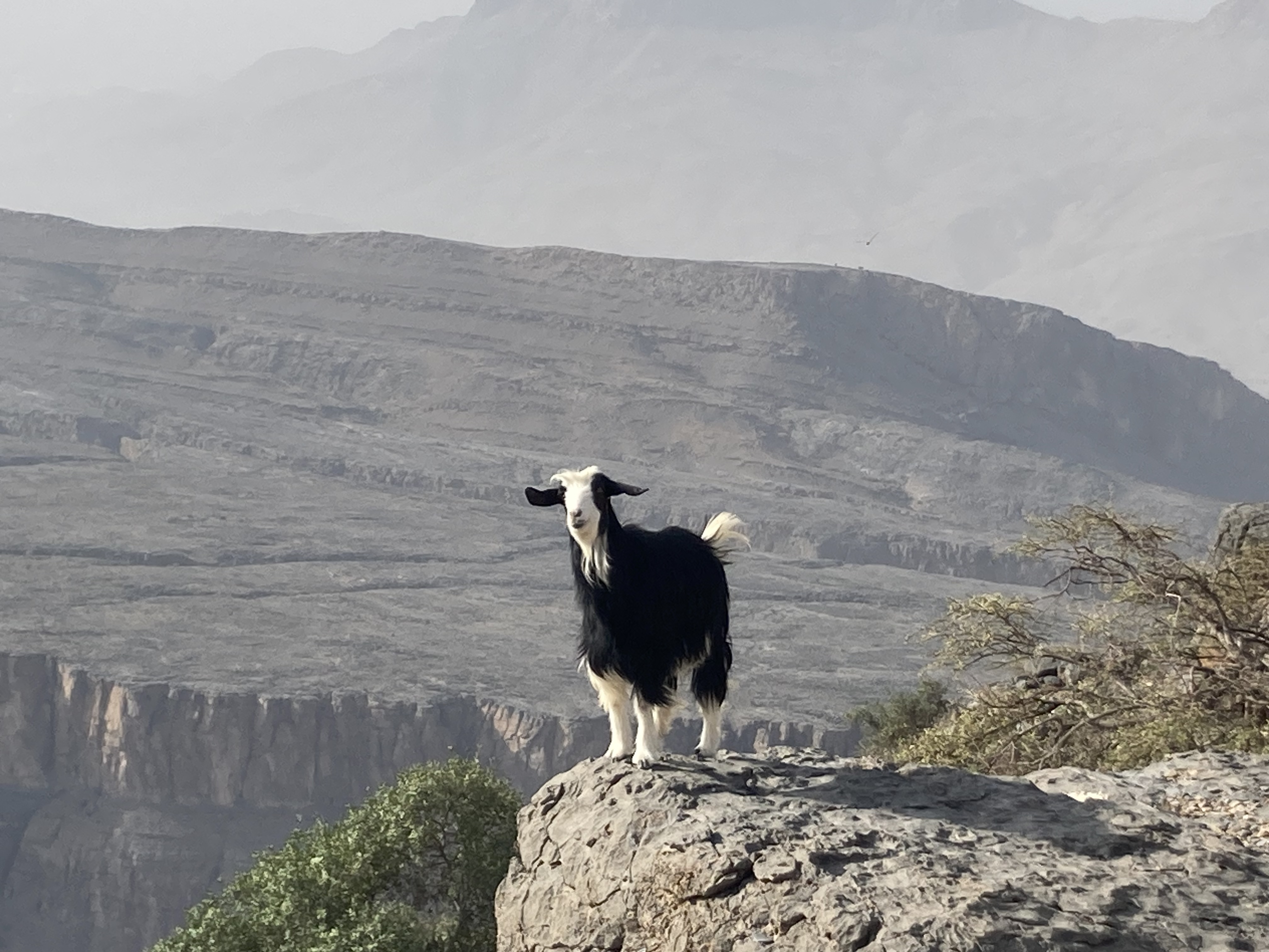 Layered cliffs of Wadi Ghul at Jebel Shams, Oman, photographed during Arabic language study and comparative fieldwork.