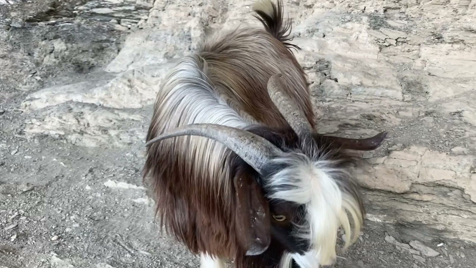 A long-haired goat with curved horns stands among the pale rocks of Jebel Shams, Oman.